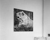 lion cuddle 30x30 Acrylic Print