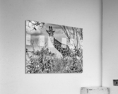 giraffe Acrylic Print