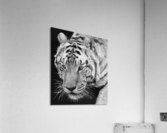 big cat 35x40 Acrylic Print