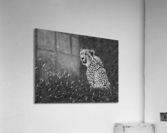 leopard in grass 2 b:w Acrylic Print