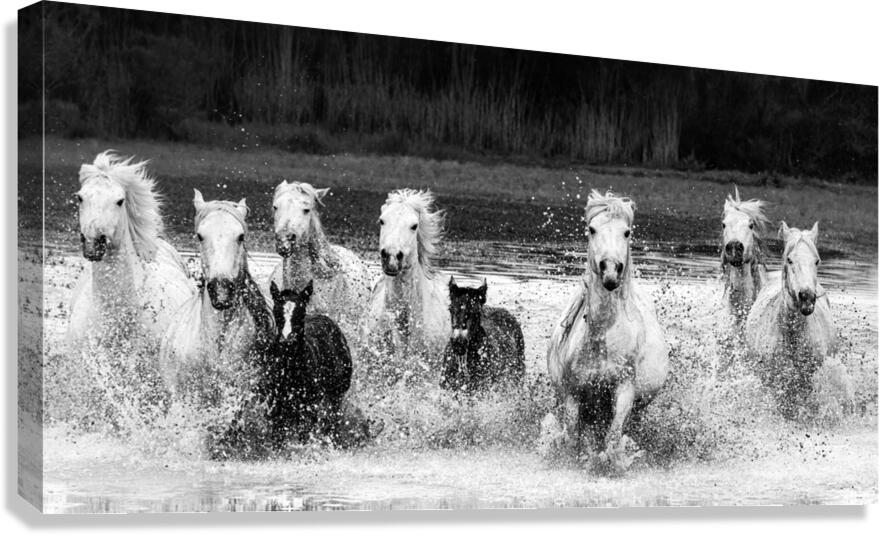 charging at the camera Canvas Print