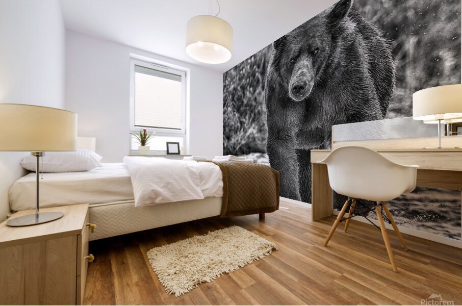 bear stare b:w Mural print