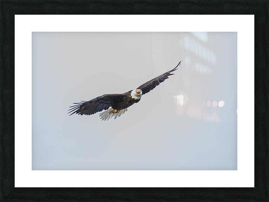 eagle in flight Picture Frame print