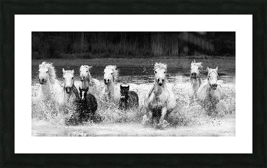 charging at the camera Picture Frame print