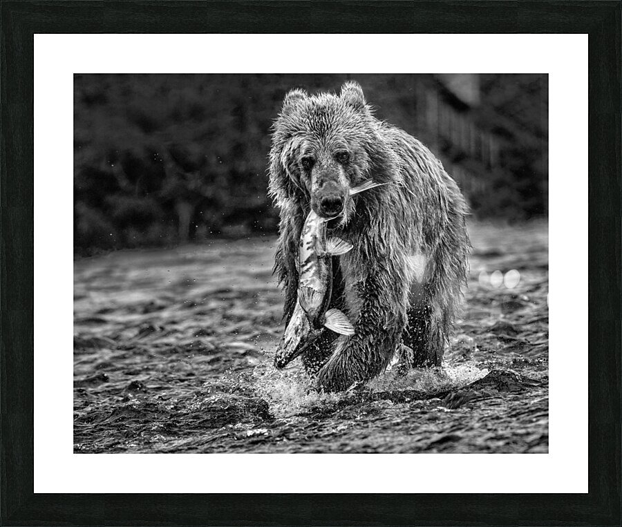 bear and fish b:w Picture Frame print