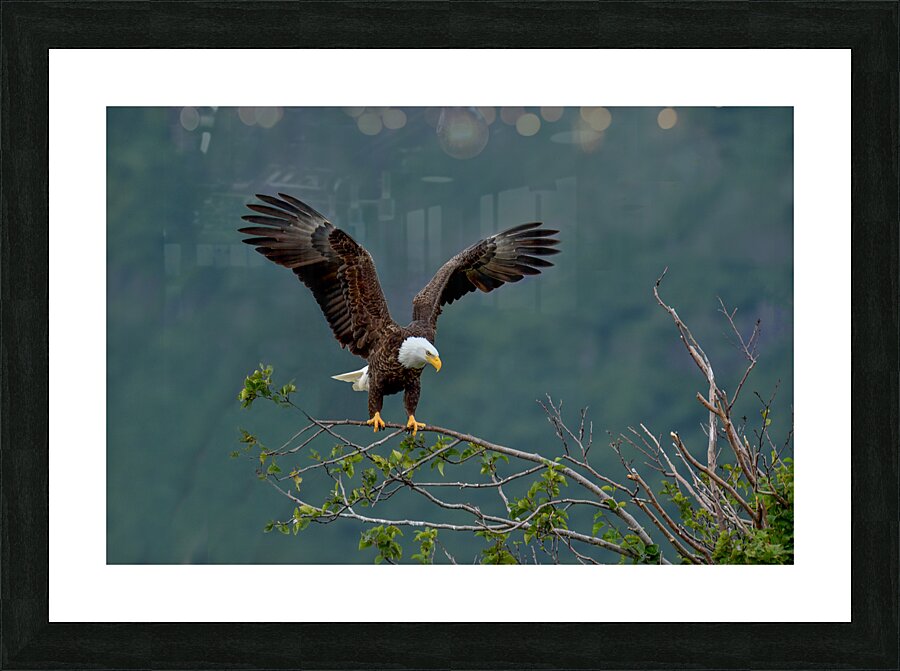 eagle landing Picture Frame print
