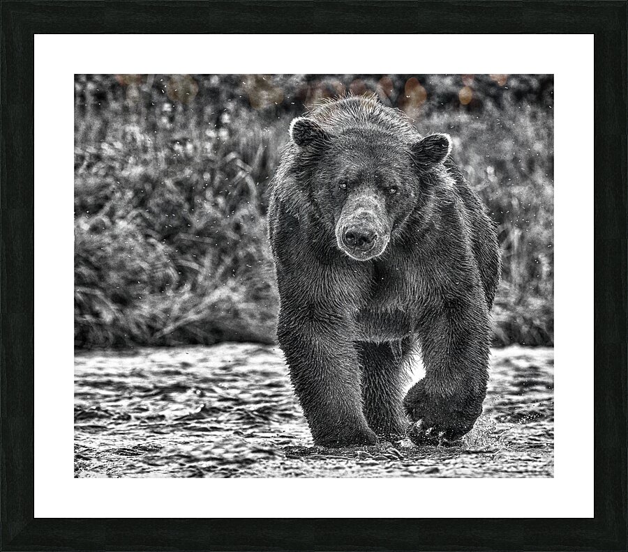 bear stare b:w Picture Frame print