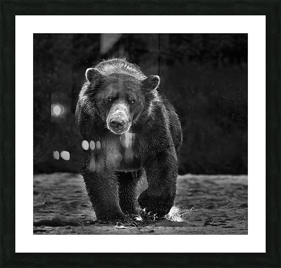 bear advancing b w 2 Picture Frame print