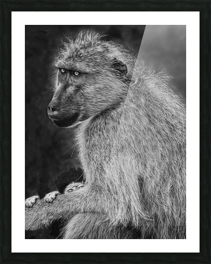 cradled 30x40. Picture Frame print