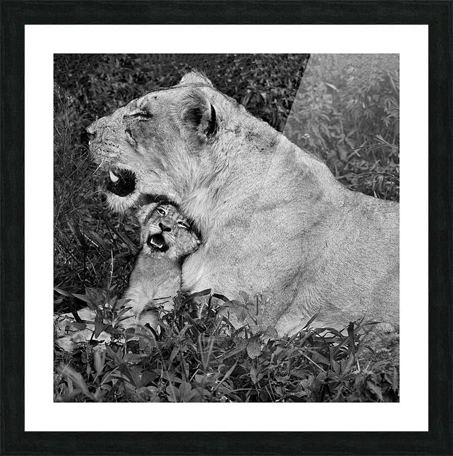 lion cuddle 30x30 Picture Frame print