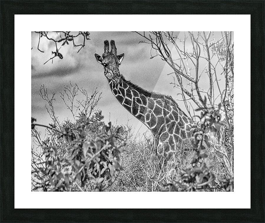 giraffe Picture Frame print