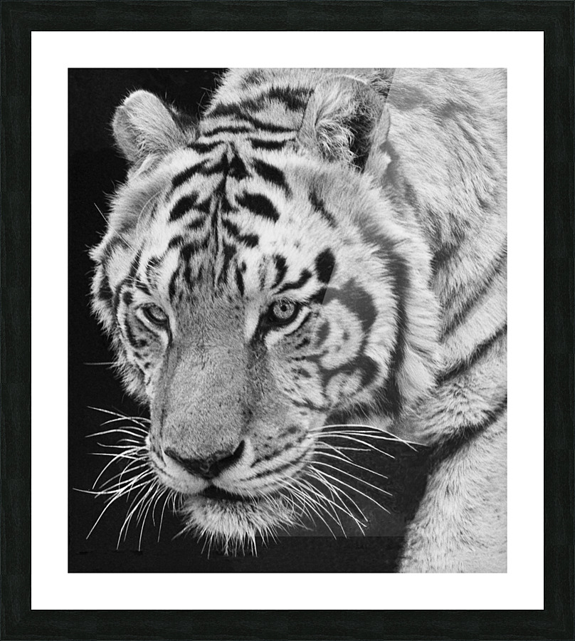 big cat 35x40 Picture Frame print