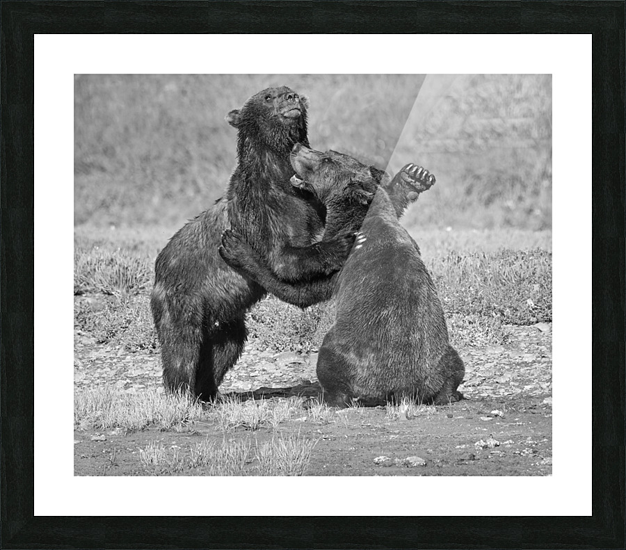 bear dance 35x30 Picture Frame print