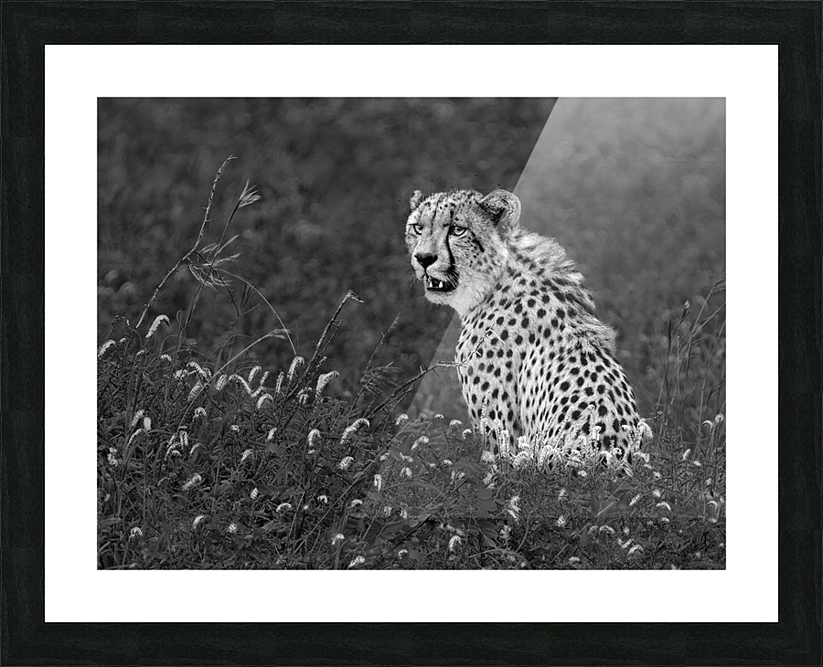 leopard in grass 2 b:w Picture Frame print