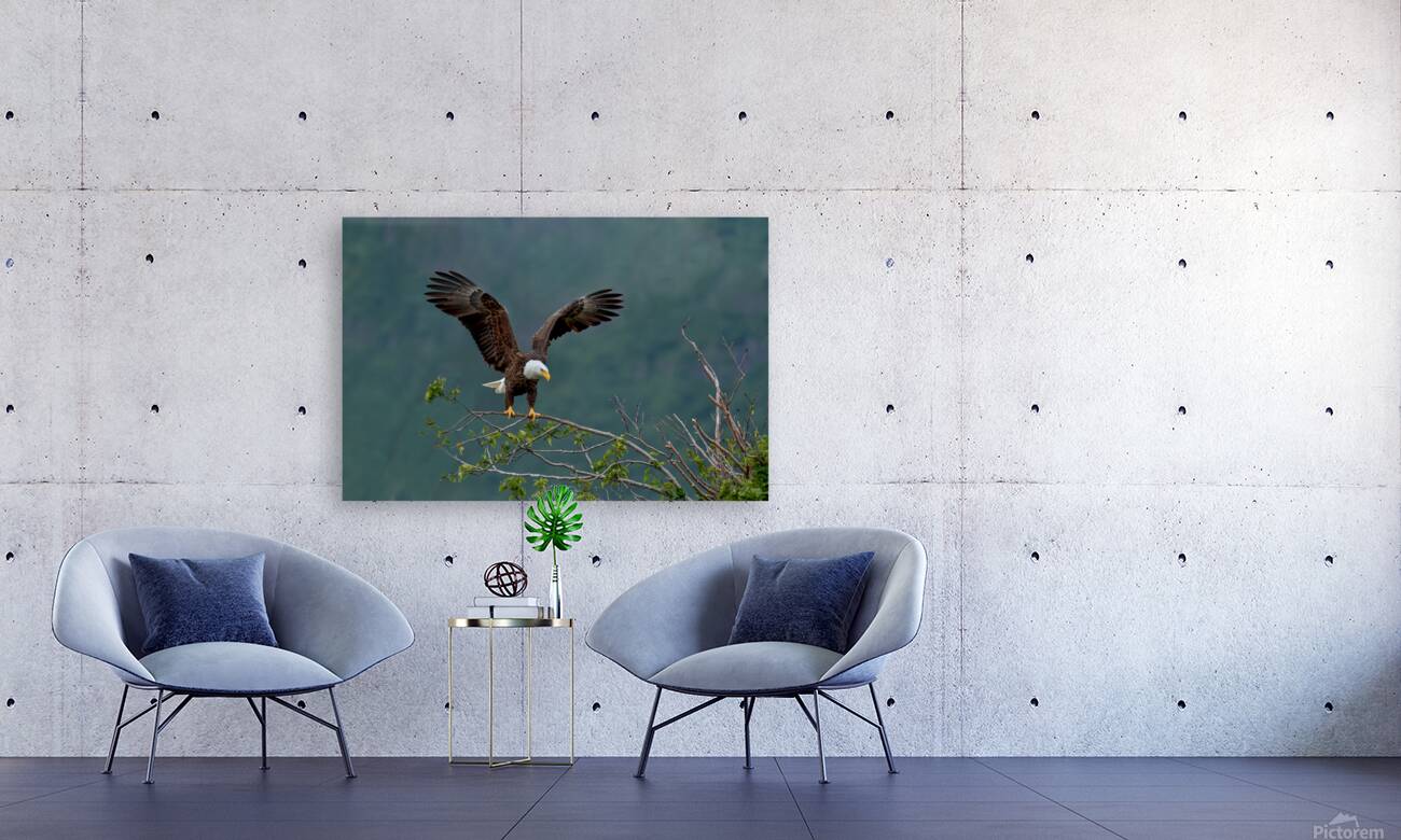 eagle landing Reproduction