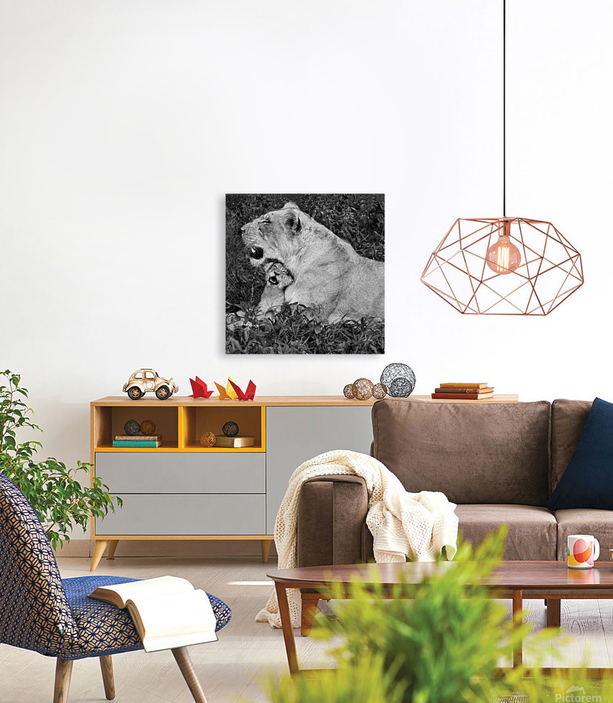 lion cuddle 30x30 Reproduction