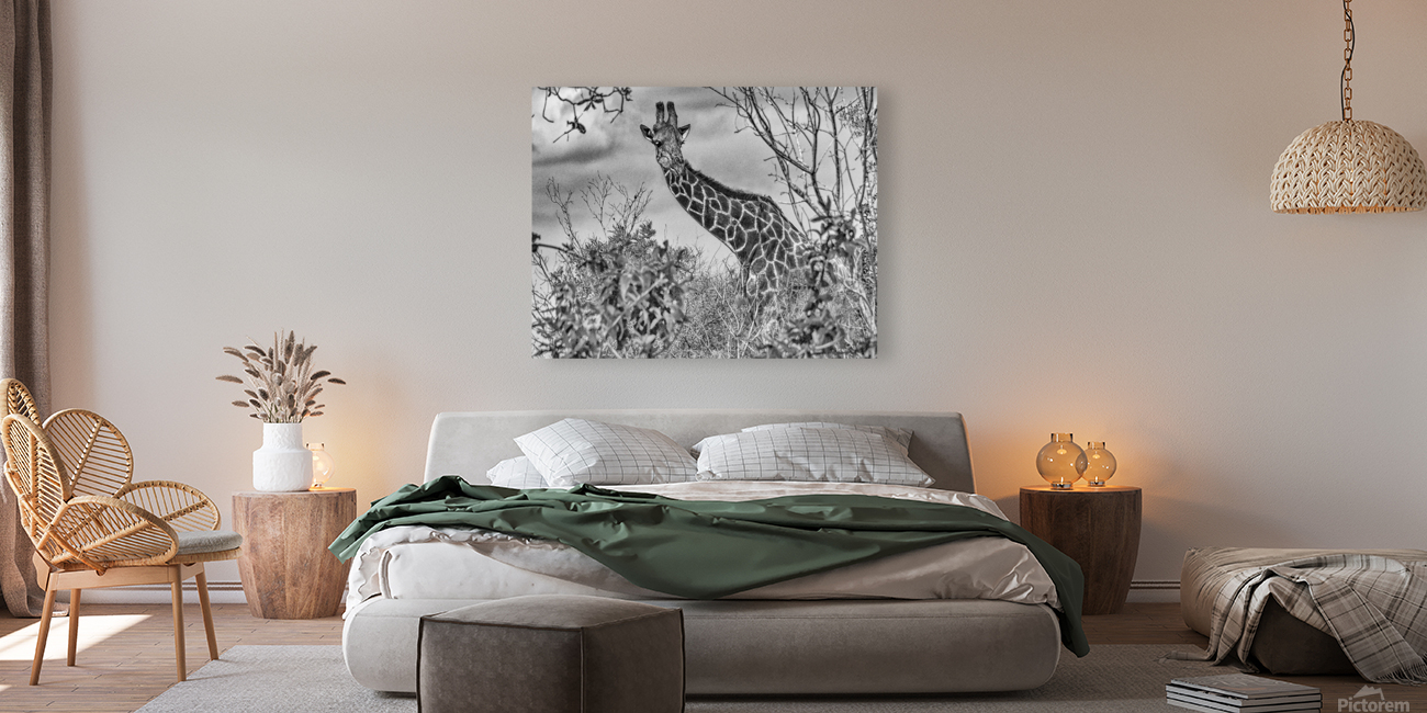 giraffe Reproduction