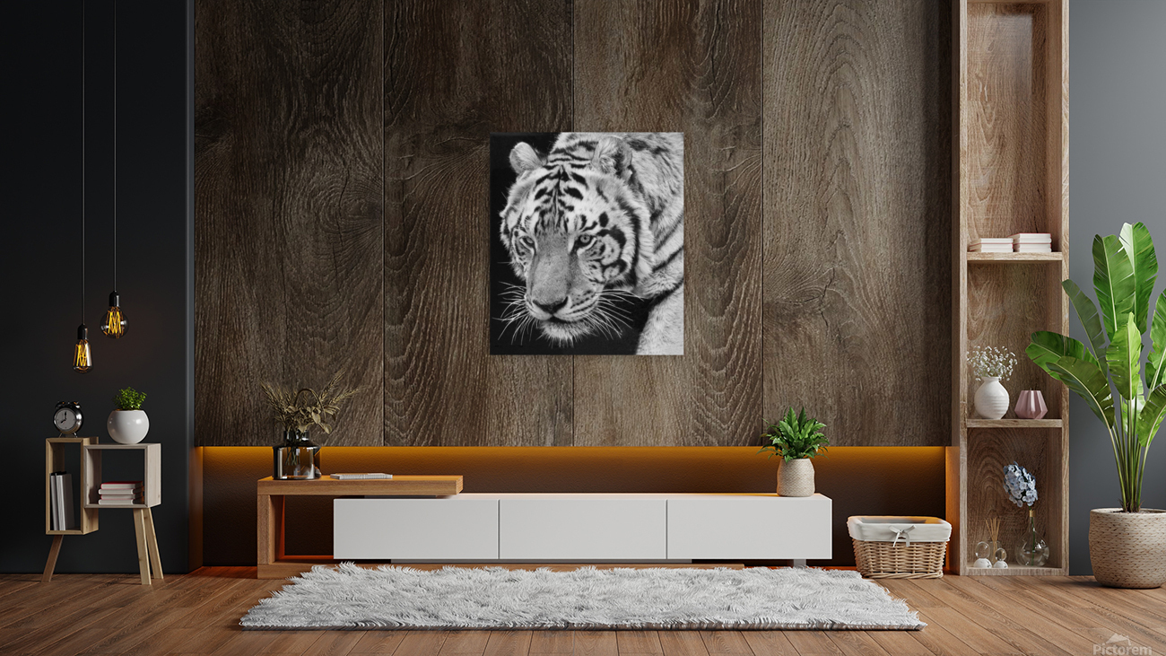 big cat 35x40 Reproduction