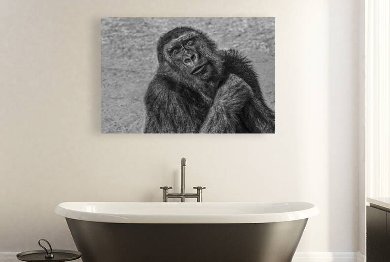 contented  30x20 by Paul Thompson Fine Art Images