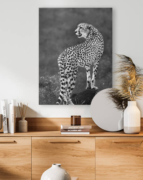 cheeta on guard 30x40 by Paul Thompson Fine Art Images