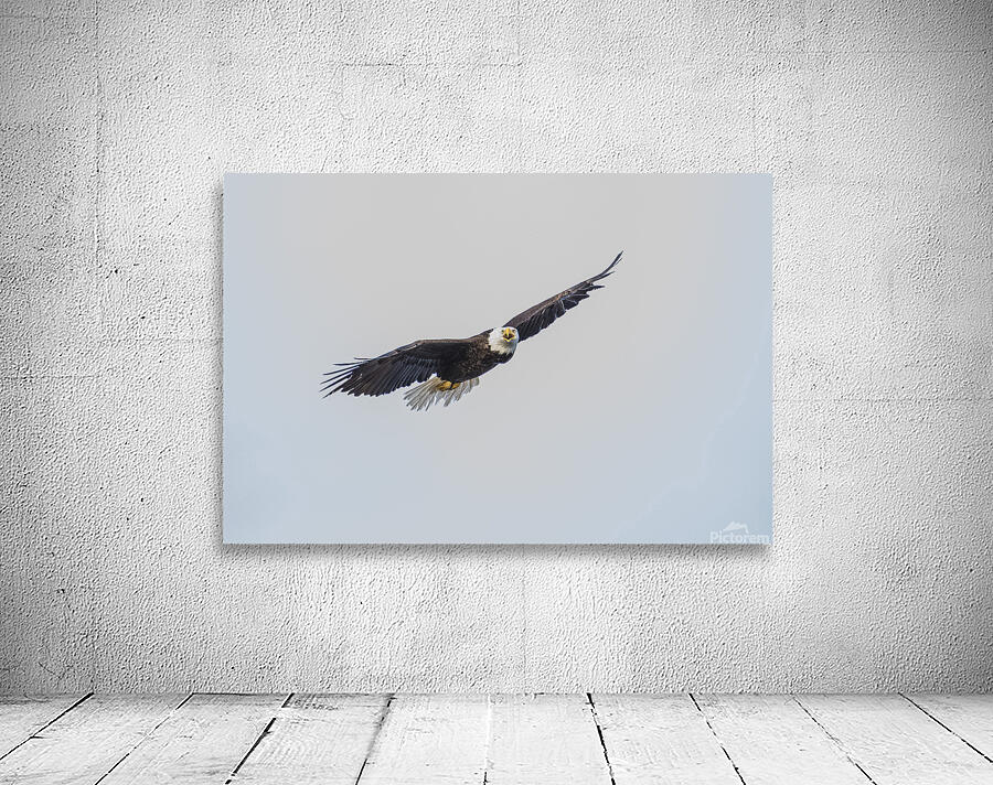 eagle in flight Wall Preview
