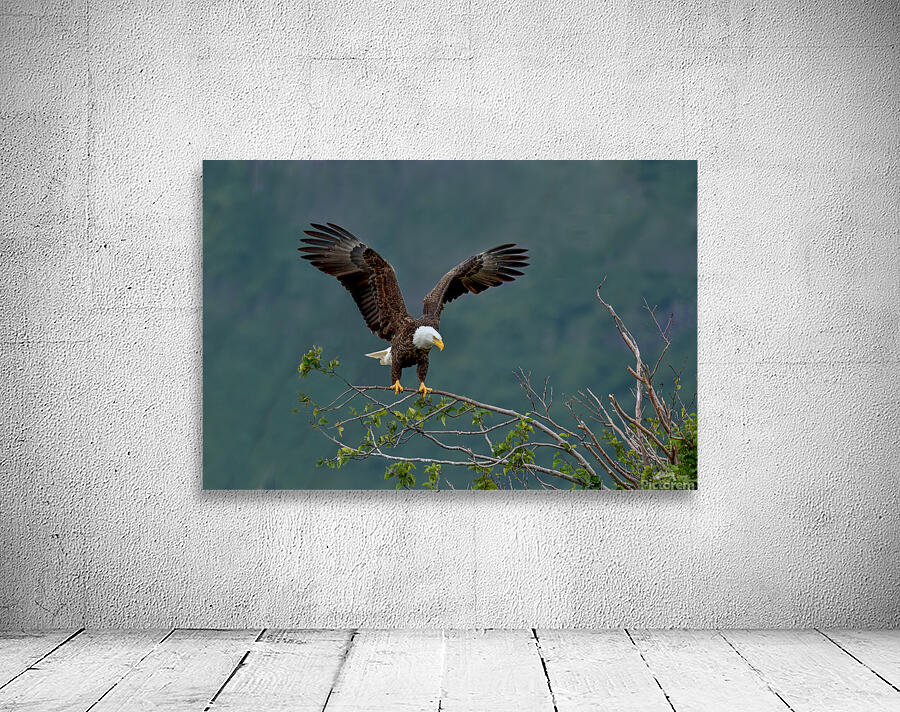 eagle landing Wall Preview