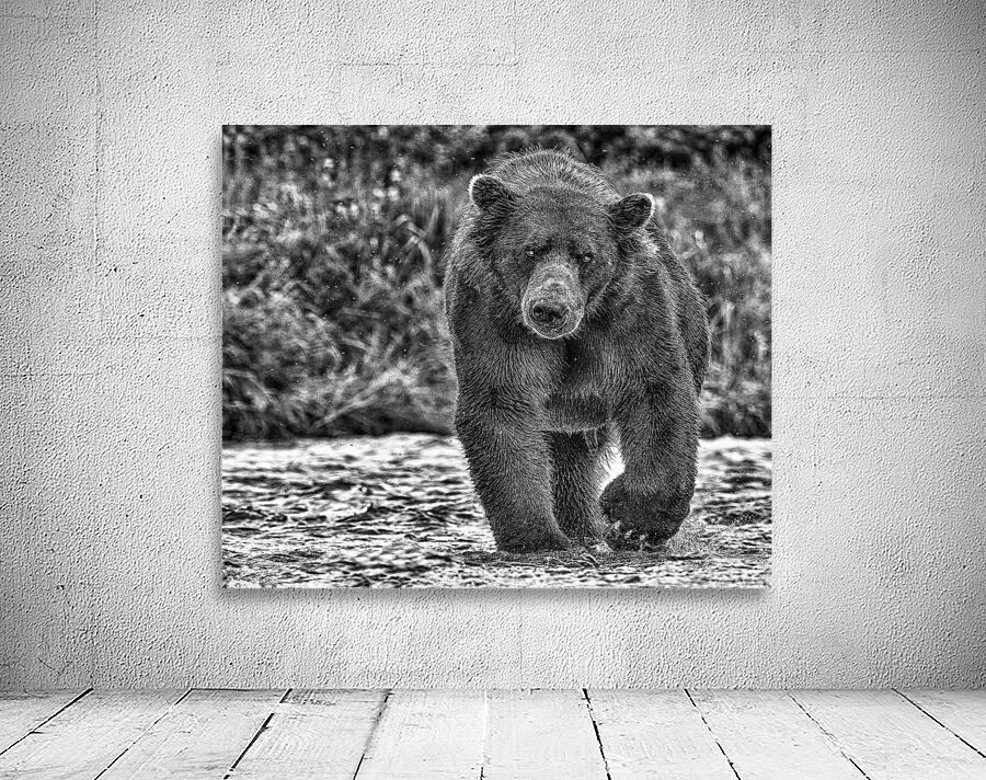 bear stare b:w Wall Preview