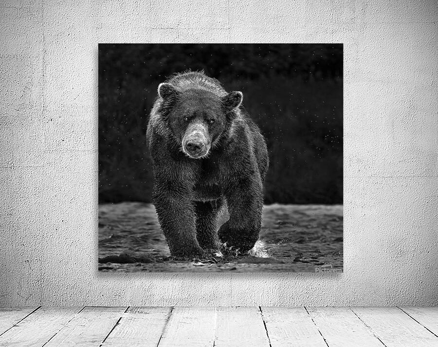 bear advancing b w 2 Wall Preview