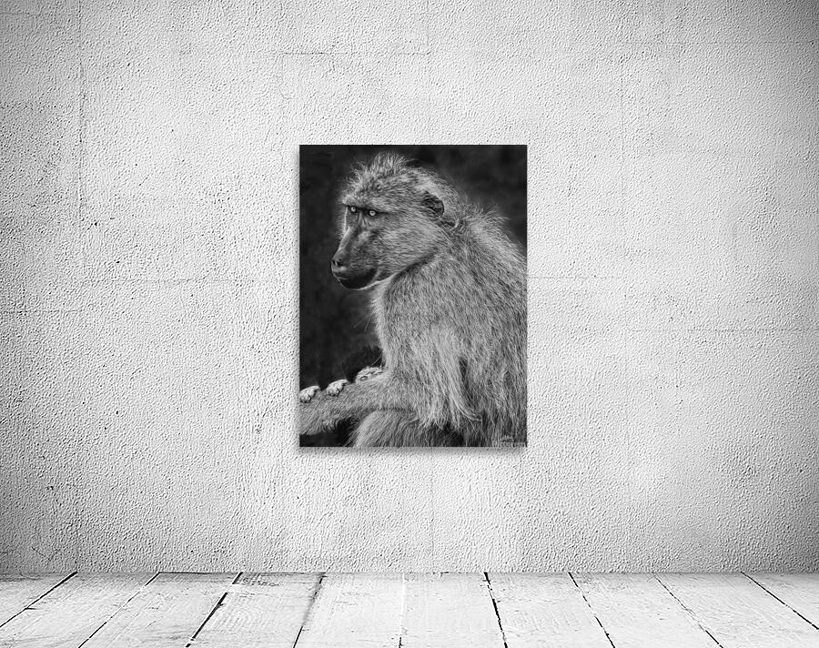 cradled 30x40. Wall Preview