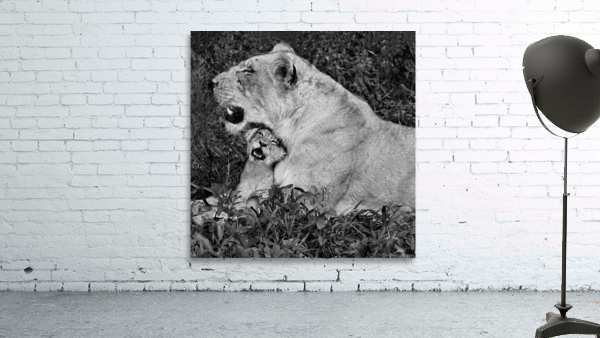 lion cuddle 30x30 Wall Preview