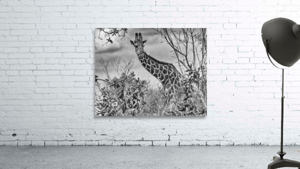 giraffe Wall Preview