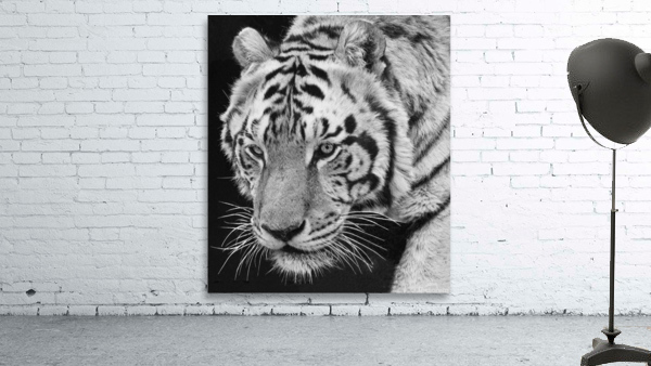 big cat 35x40 Wall Preview