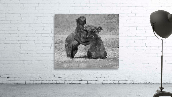 bear dance 35x30 Wall Preview