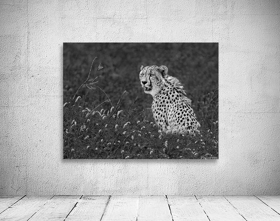 leopard in grass 2 b:w Wall Preview