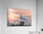 2B2A9584 Acrylic Print