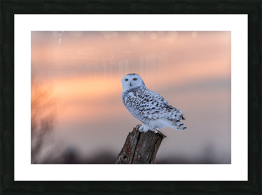 2B2A9584 Picture Frame print