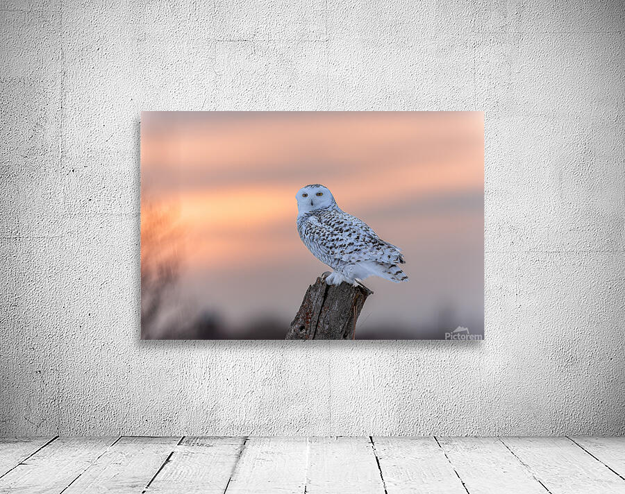 2B2A9584 Wall Preview