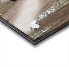 Porcupine Acrylic print