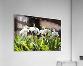 Spring SnowDrops Acrylic Print
