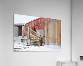 One Steer Acrylic Print