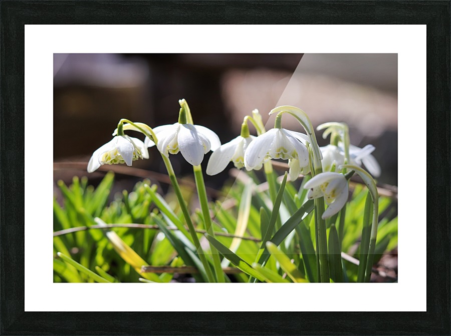 Spring SnowDrops Picture Frame print