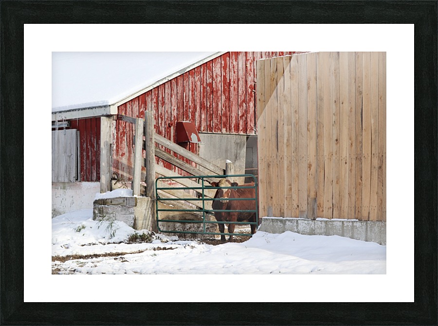 One Steer Picture Frame print