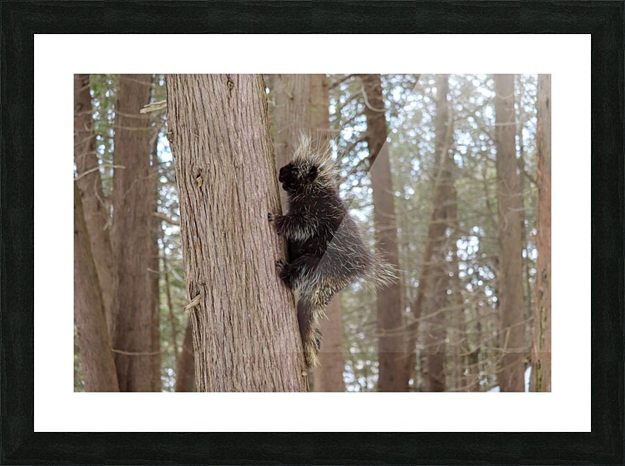 Porcupine Picture Frame print