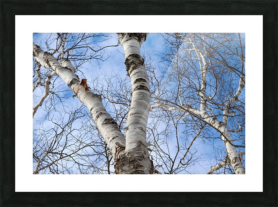 Birch Tree Sky Picture Frame print
