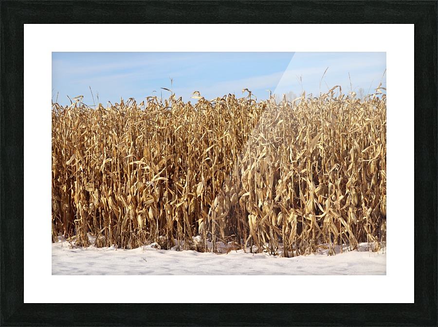 Snow Corn Picture Frame print