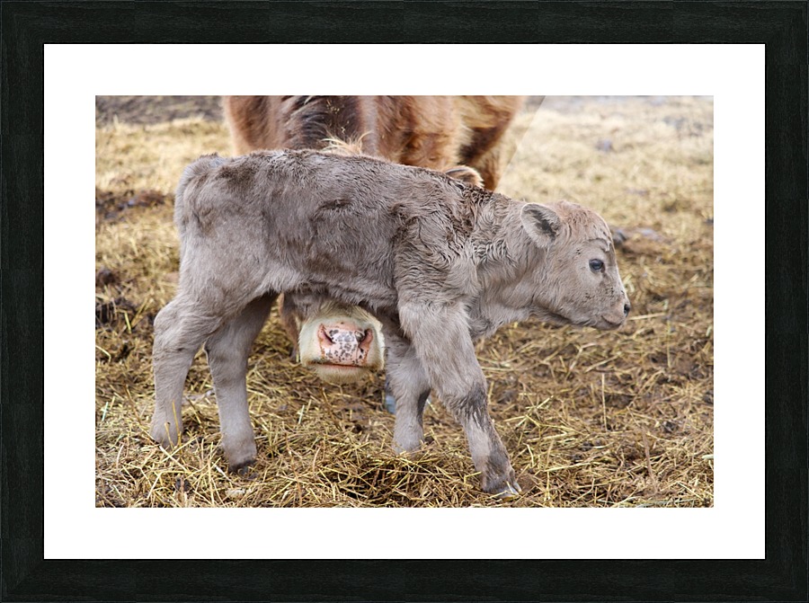 Nosy Mom Picture Frame print