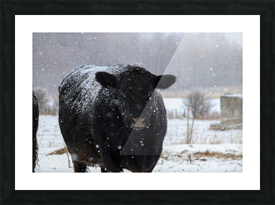 Snow Cow Picture Frame print