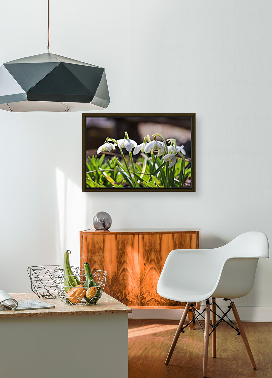 Spring SnowDrops Reproduction