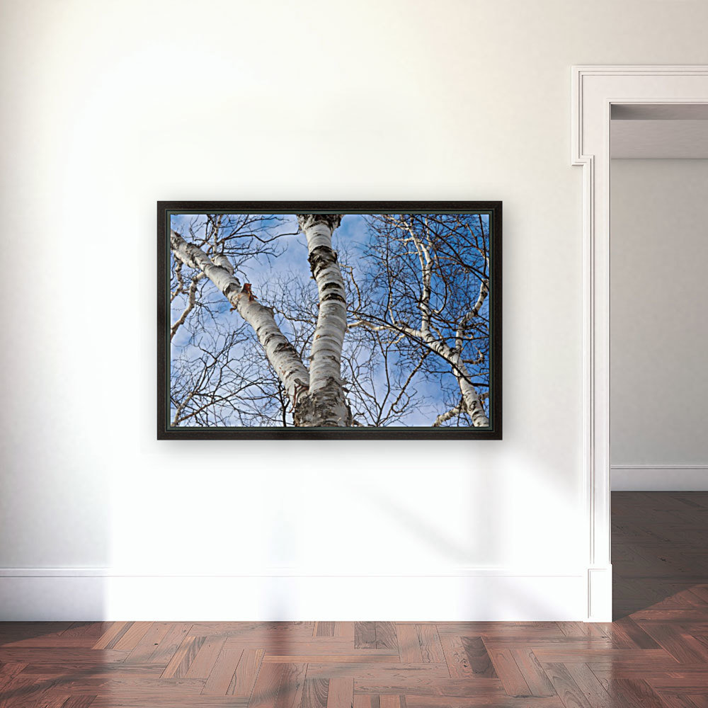 Birch Tree Sky Reproduction