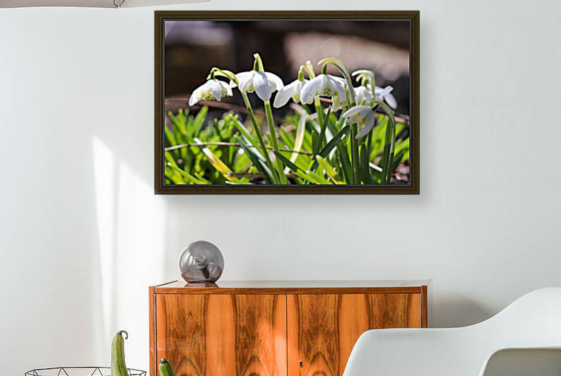 Spring SnowDrops by Holly Smith Photography
